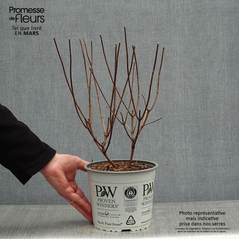 Example of Hydrangea paniculata Confetti - Pluimhortensia Pot van 2 l/3 l as you get in printemps