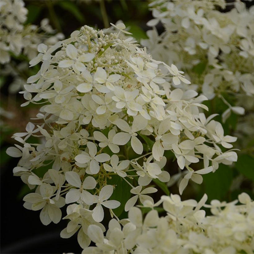 Hydrangea paniculata Dentelle De Gorron Rencri - Pluimhortensia (Bloei)