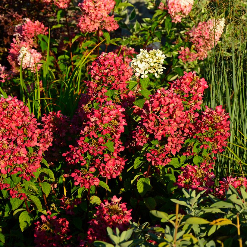 Hydrangea paniculata Diamant Rouge - Pluimhortensia (Groeiplaats)