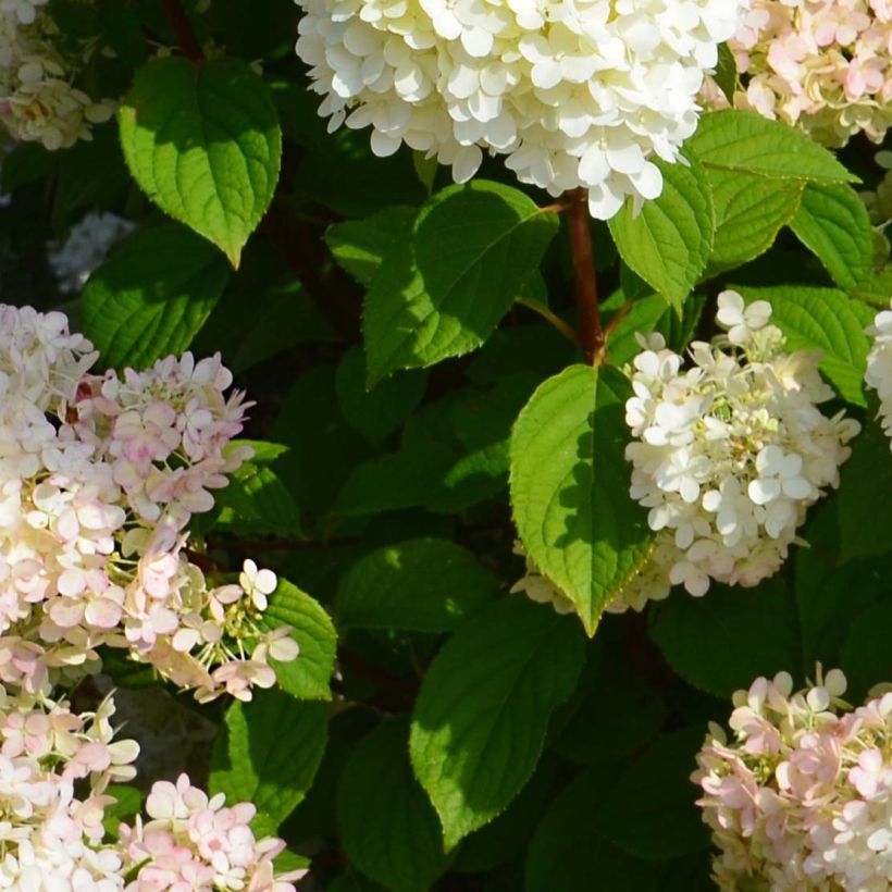 Hydrangea paniculata Diamantino - Pluimhortensia (Blad)