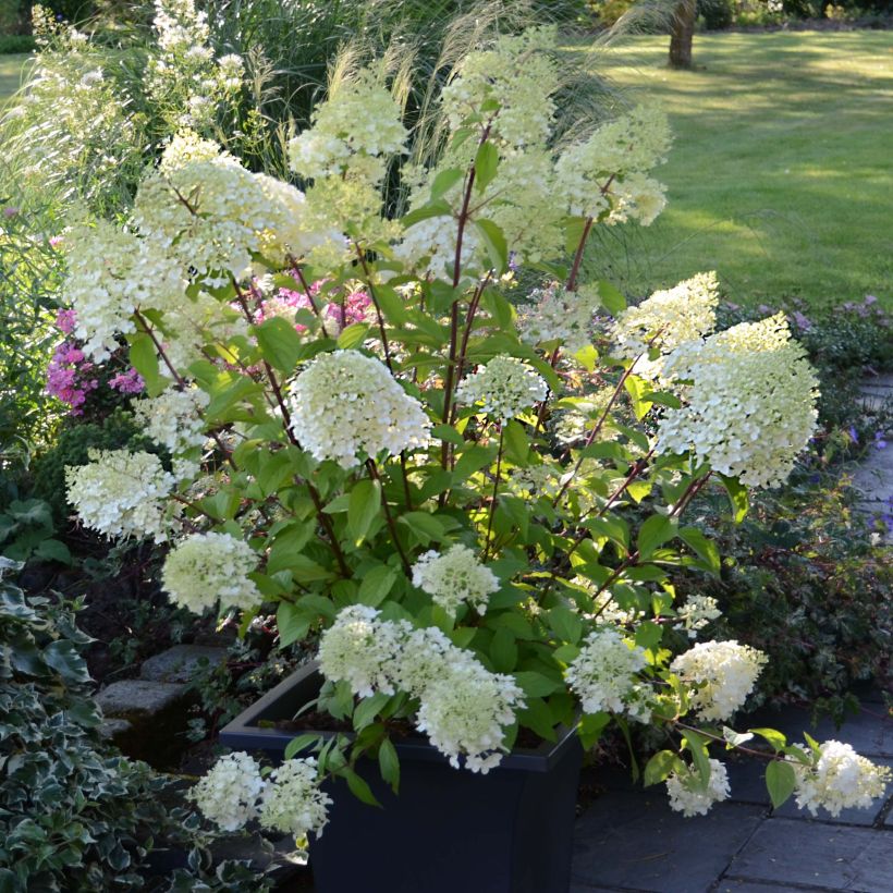 Hydrangea paniculata Diamantino - Pluimhortensia (Groeiplaats)