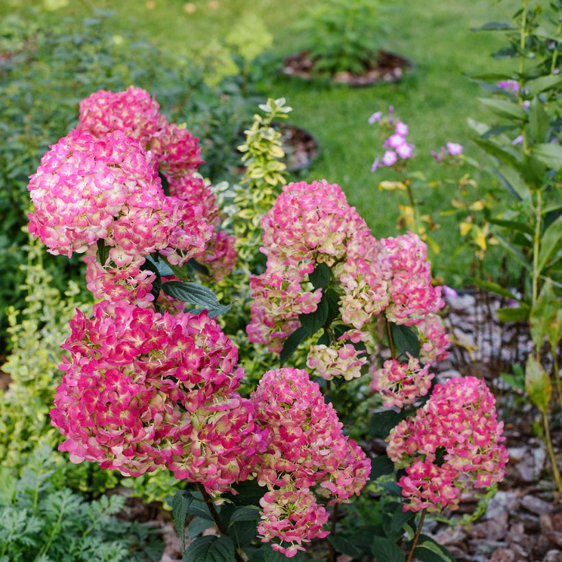 Hydrangea paniculata Framboisine - pluimhortensia (Groeiplaats)