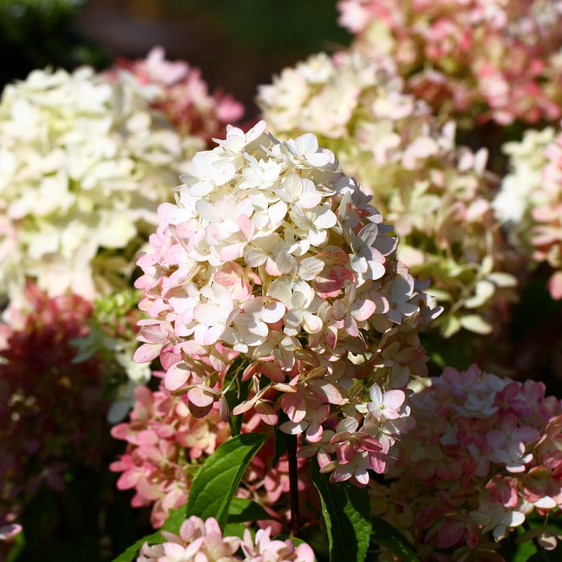 Hydrangea paniculata Graffiti - Pluimhortensia (Bloei)