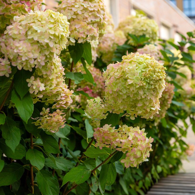 Hydrangea paniculata Graffiti - Pluimhortensia (Groeiplaats)