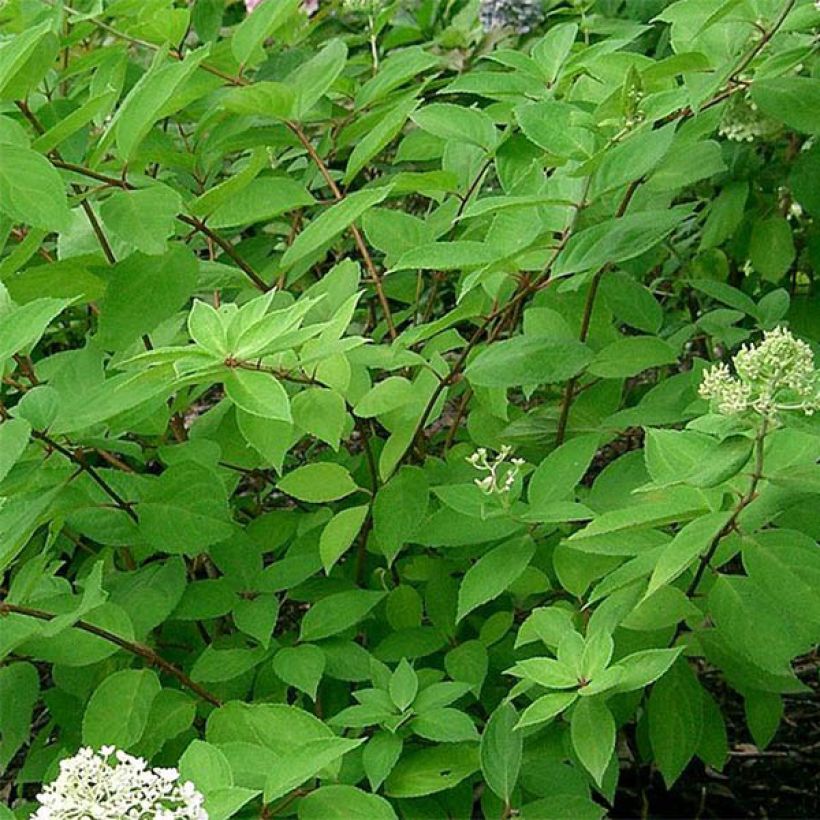 Hydrangea paniculata Grandiflora - Pluimhortensia (Blad)