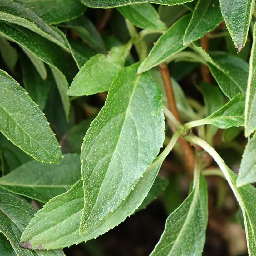 Hydrangea paniculata Groundbreaker Blush - Dwergpluimhortensia (Blad)