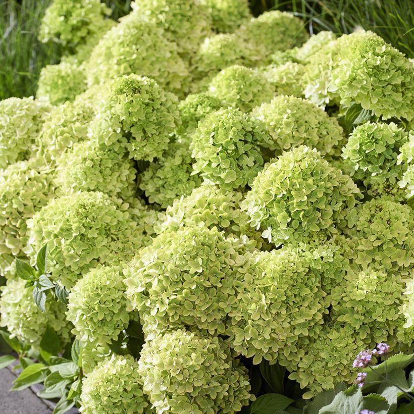 Hydrangea paniculata Groundbreaker Greeny - Dwergpluimhortensia (Bloei)
