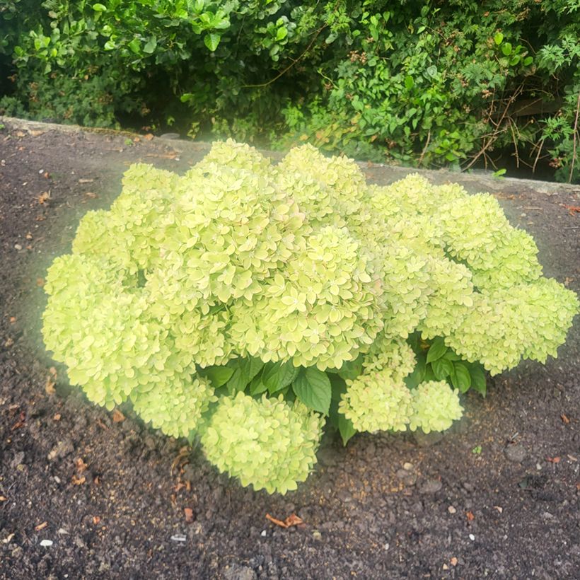 Hydrangea paniculata Groundbreaker Greeny - Dwergpluimhortensia (Groeiplaats)