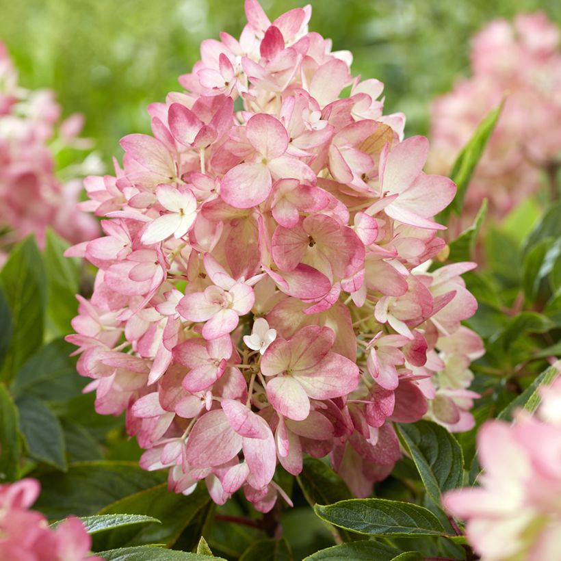 Hydrangea paniculata Groundbreaker Blush - Dwergpluimhortensia (Bloei)
