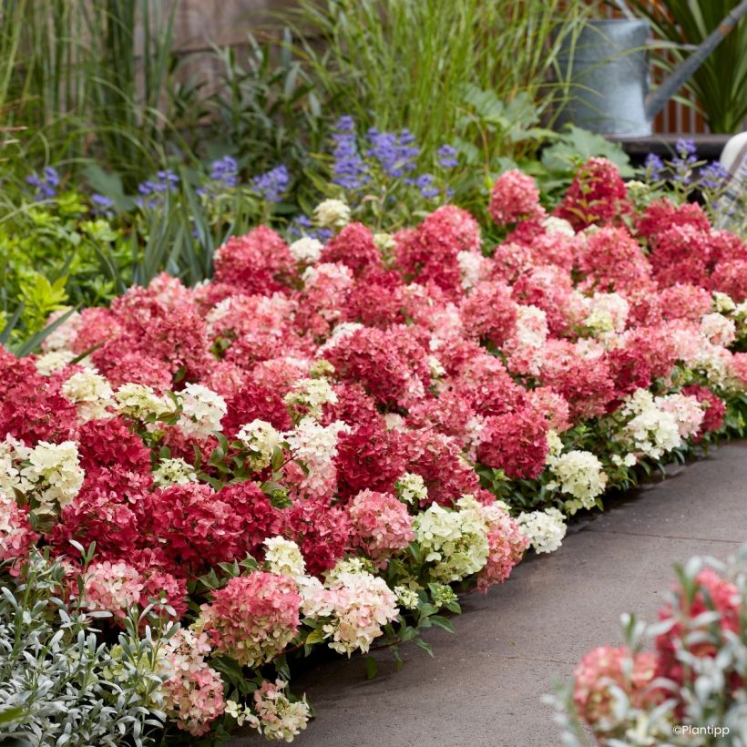 Hydrangea paniculata Groundbreaker Ruby - Dwergpluimhortensia (Groeiplaats)