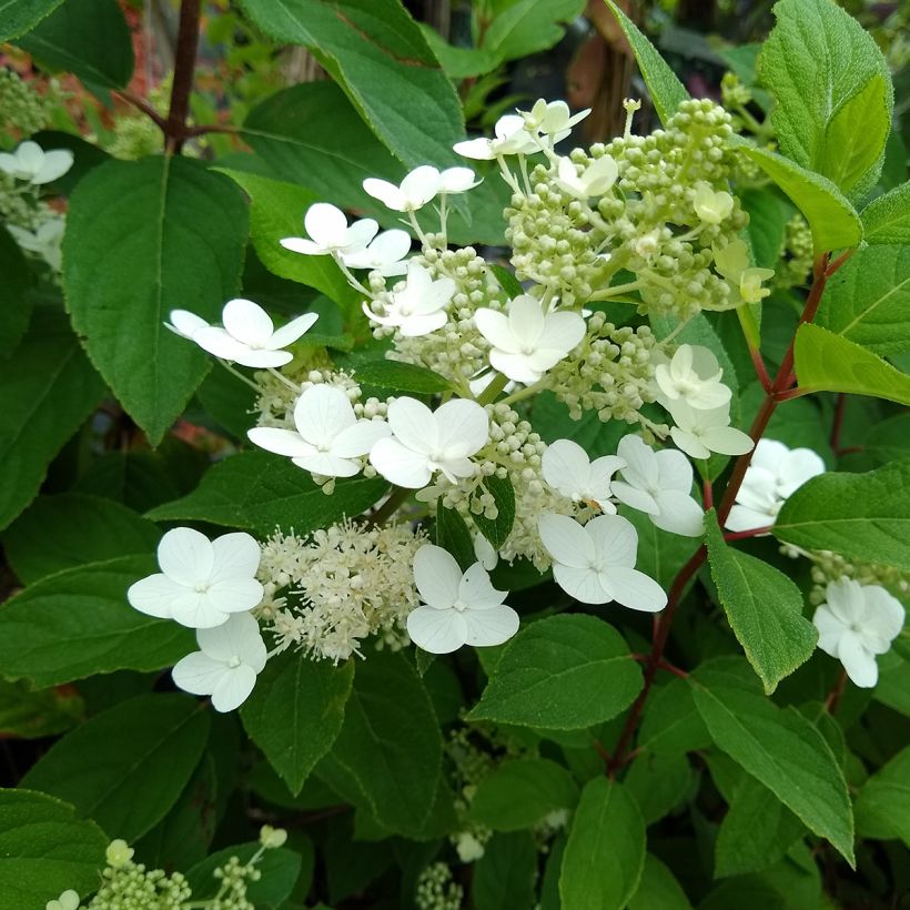 Hydrangea paniculata Kyushu - Pluimhortensia (Foliage)