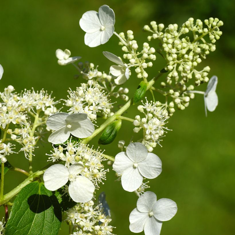 Hydrangea paniculata Kyushu - Pluimhortensia (Flowering)