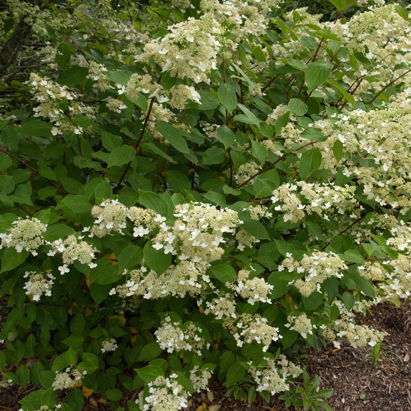 Hydrangea paniculata Kyushu - Pluimhortensia (Plant habit)
