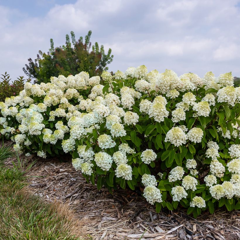 Hydrangea paniculata Little Hottie First Editions - Dwergpluimhortensia (Groeiplaats)