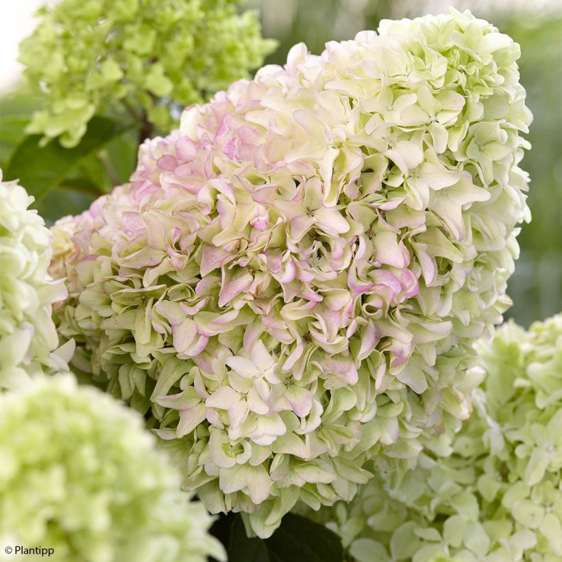 Hydrangea paniculata Little Fraise - Dwergpluimhortensia (Bloei)