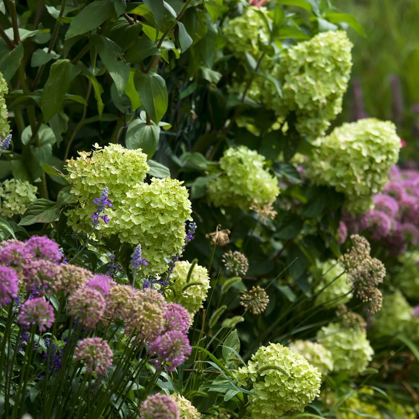 Hydrangea paniculata Little Lime - Dwergpluimhortensia (Groeiplaats)