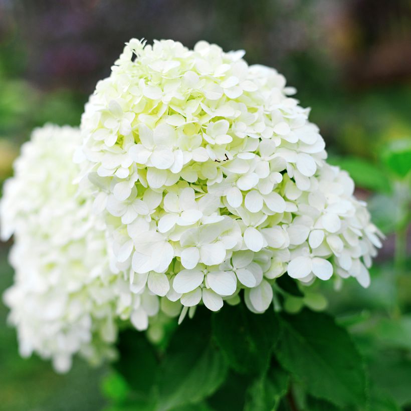 Hydrangea paniculata Little Spooky - Dwergpluimhortensia (Bloei)