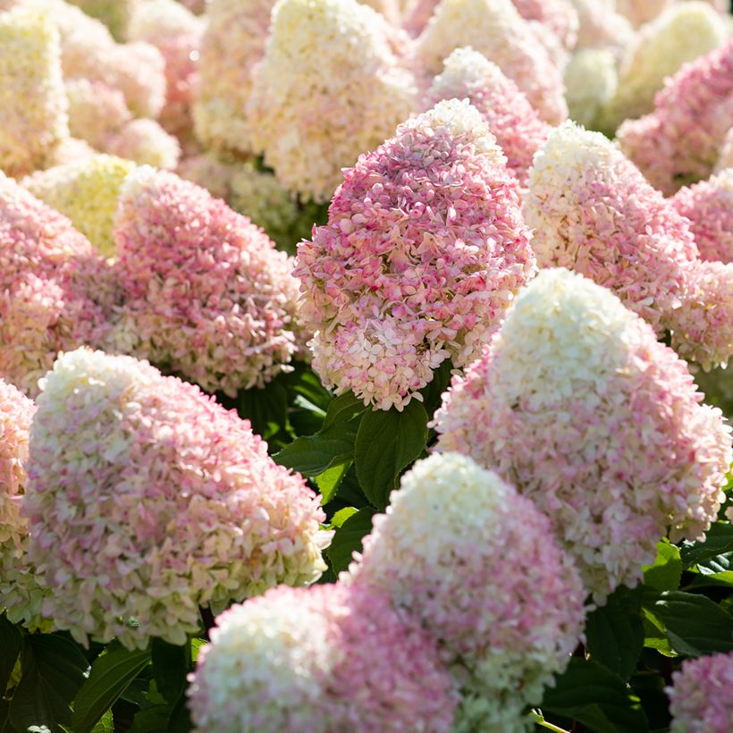 Hydrangea paniculata Living Candy Love - Pluimhortensia (Bloei)