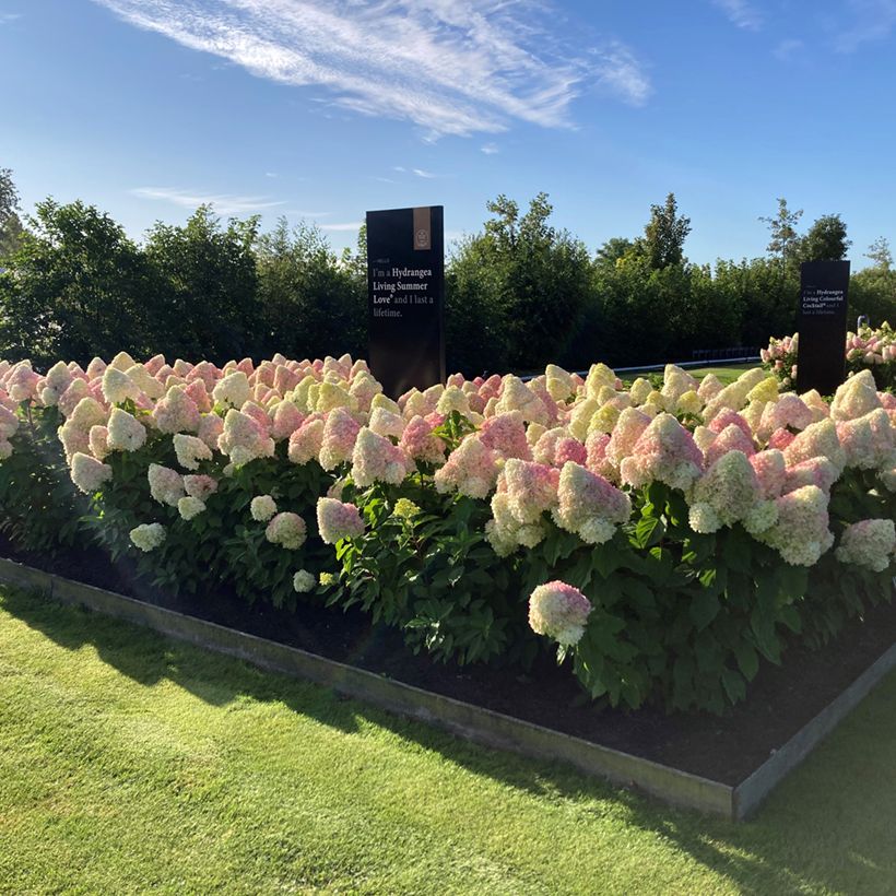 Hydrangea paniculata Living Candy Love - Pluimhortensia (Groeiplaats)