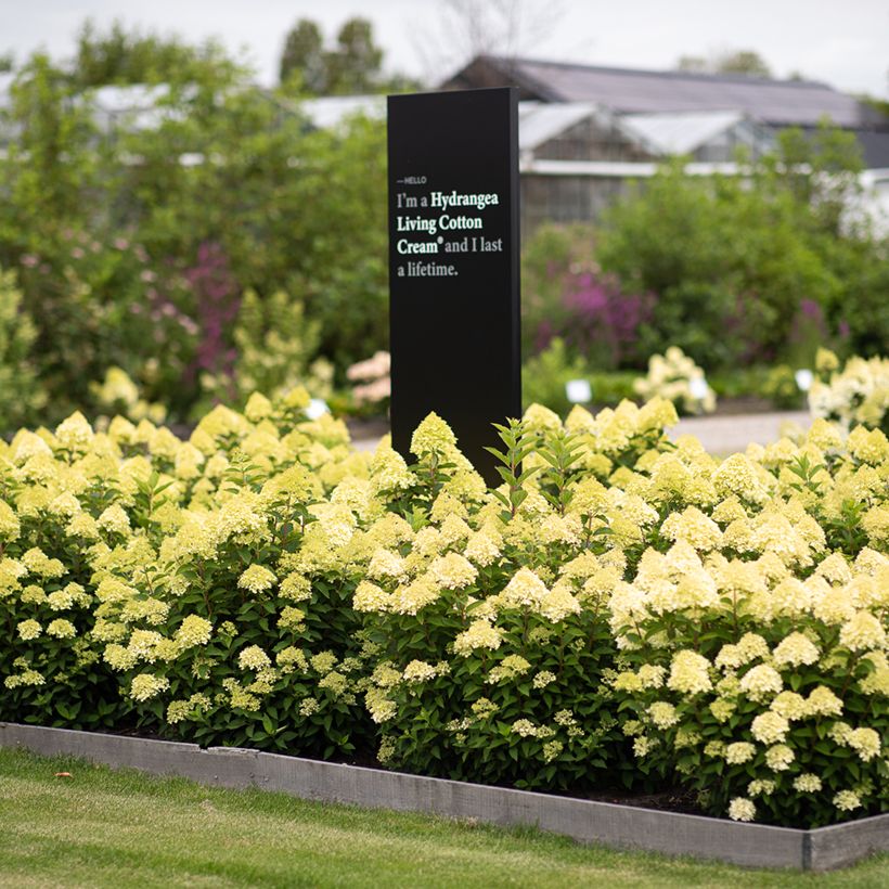 Hydrangea paniculata Living Cotton Cream - Pluimhortensia (Groeiplaats)