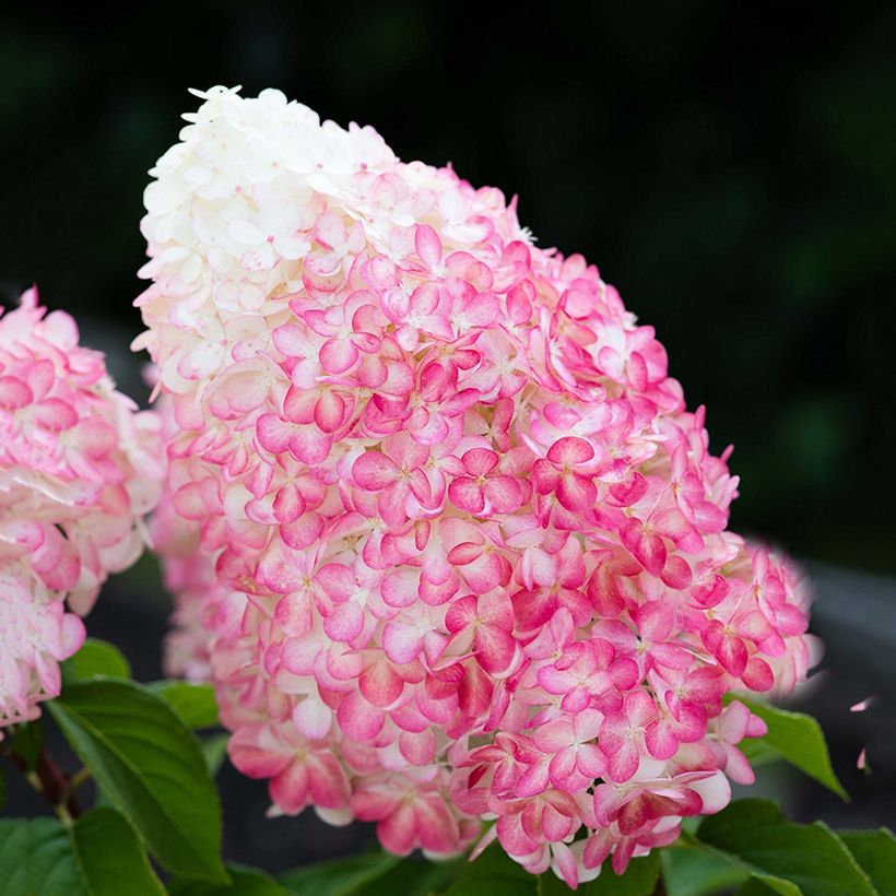Hydrangea paniculata Living Pink & Rose - Pluimhortensia (Bloei)