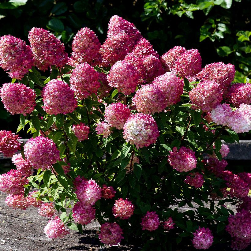 Hydrangea paniculata Living Pink & Rose - Pluimhortensia (Groeiplaats)