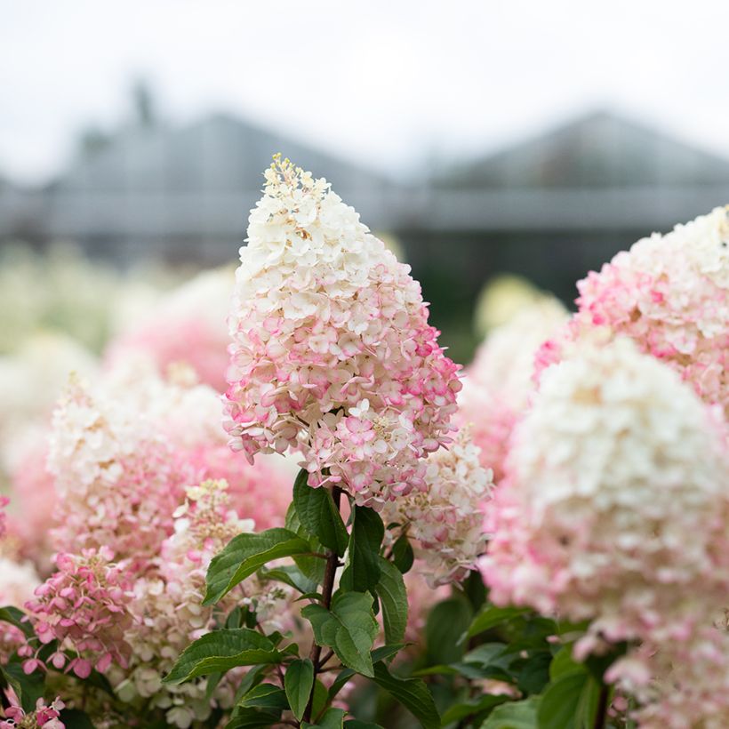 Hydrangea paniculata Living Strawberry Blossom - Pluimhortensia (Bloei)