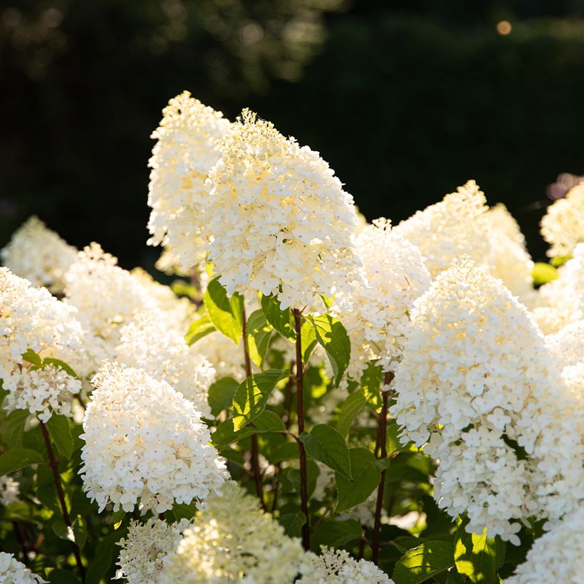 Hydrangea paniculata Living Sugar Rush - Pluimhortensia (Bloei)