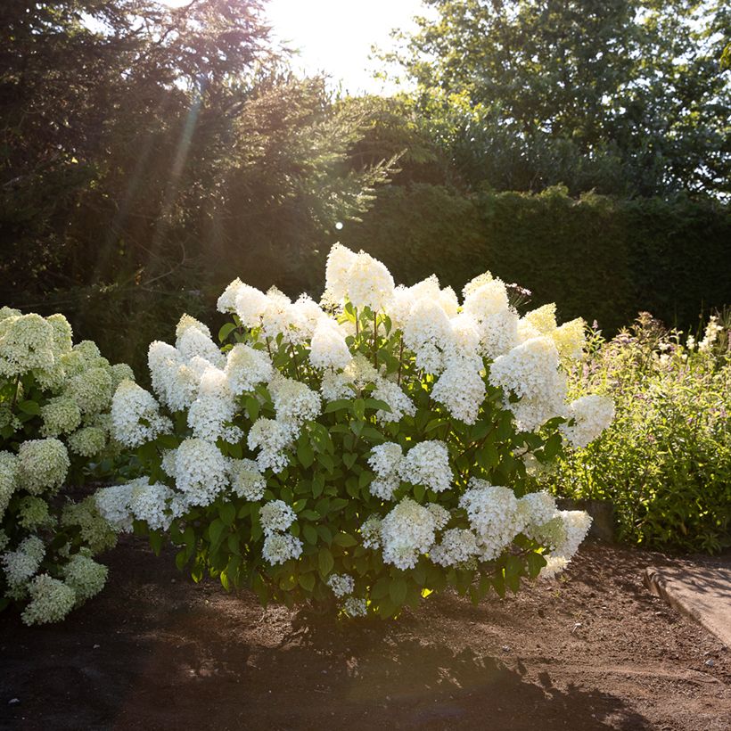 Hydrangea paniculata Living Sugar Rush - Pluimhortensia (Groeiplaats)