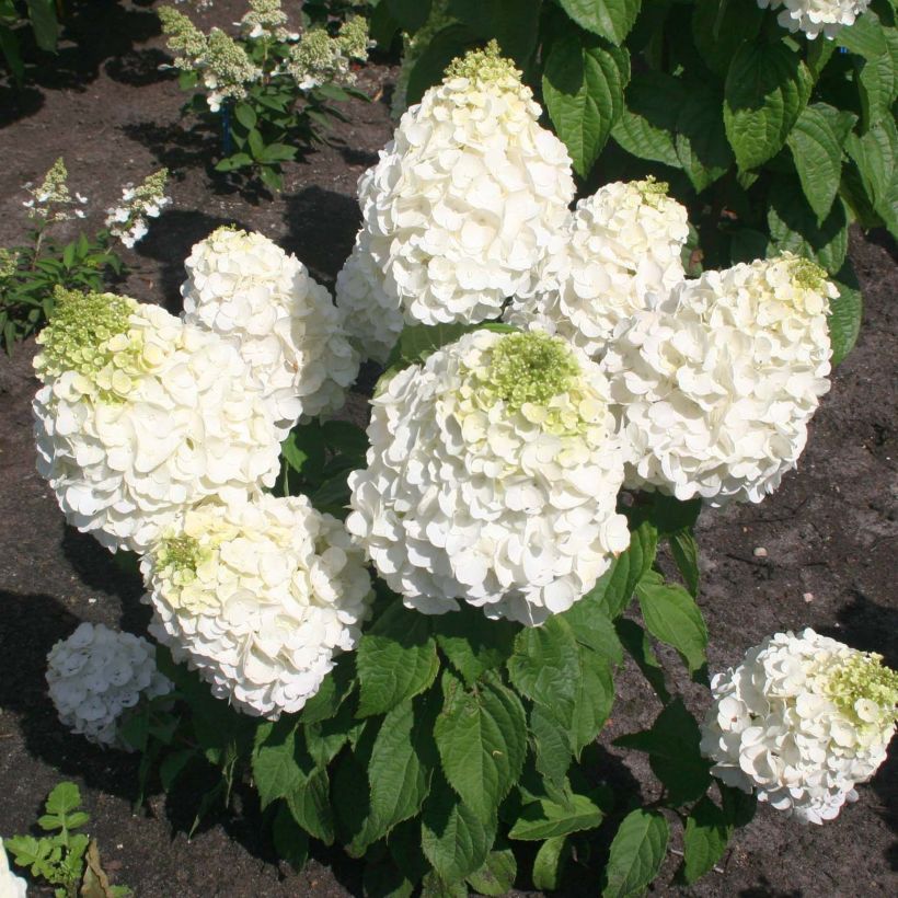 Hydrangea paniculata Magical Mont Blanc - Pluimhortensia (Groeiplaats)