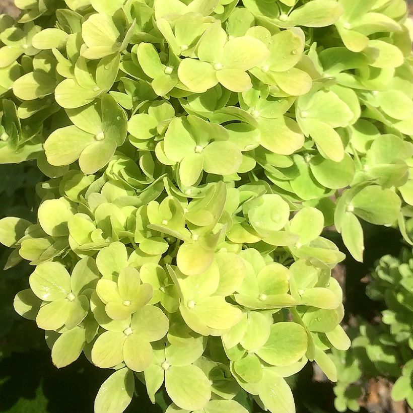 Hydrangea paniculata Mojito - Pluimhortensia (Bloei)