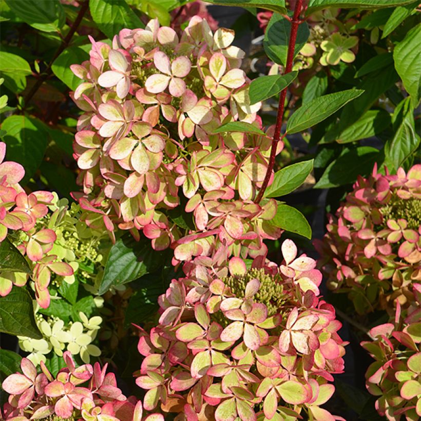 Hydrangea paniculata Pastelgreen - Pluimhortensia (Blad)