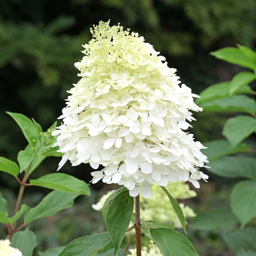 Hydrangea paniculata Phantom - Pluimhortensia (Bloei)