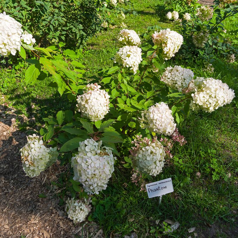 Hydrangea paniculata Phantom - Pluimhortensia (Groeiplaats)