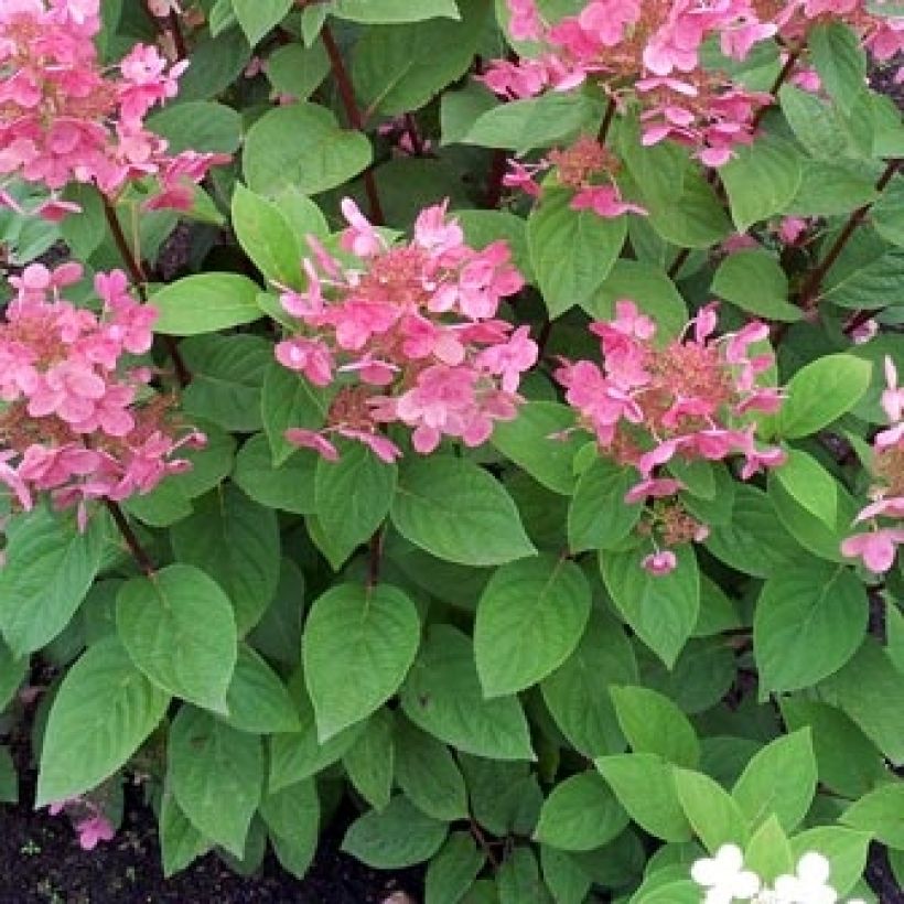 Hydrangea paniculata Pink diamond - Pluimhortensia (Blad)