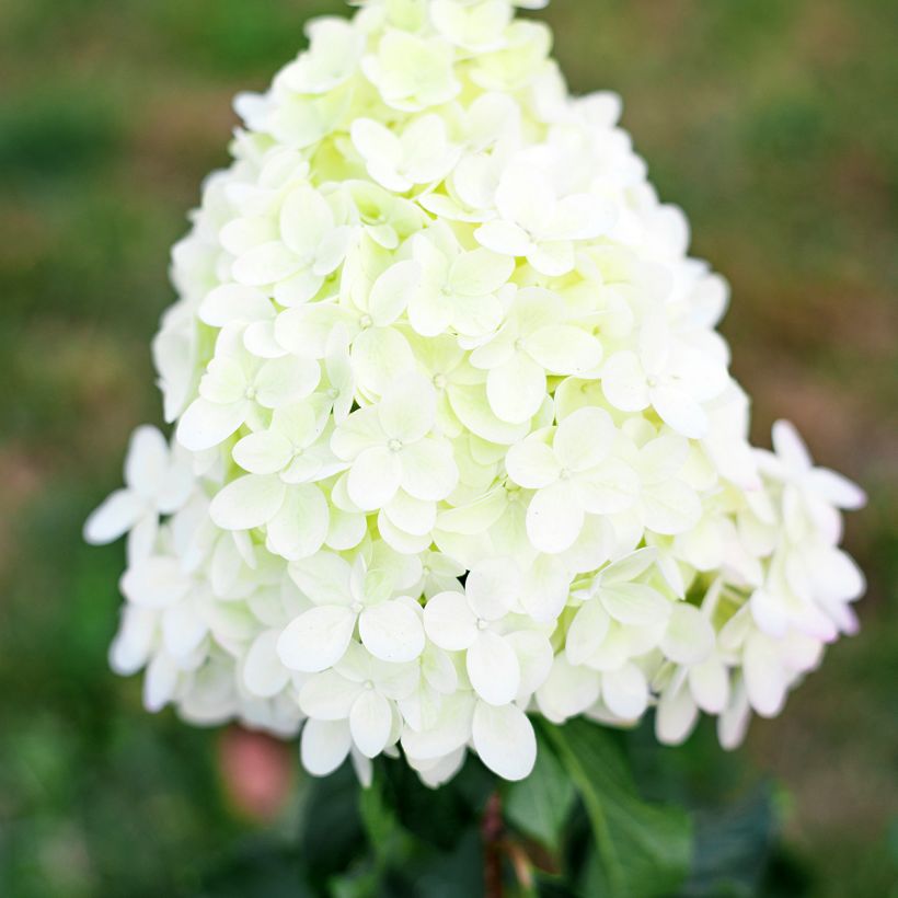 Hydrangea paniculata Pinkachu - Pluimhortensia (Bloei)