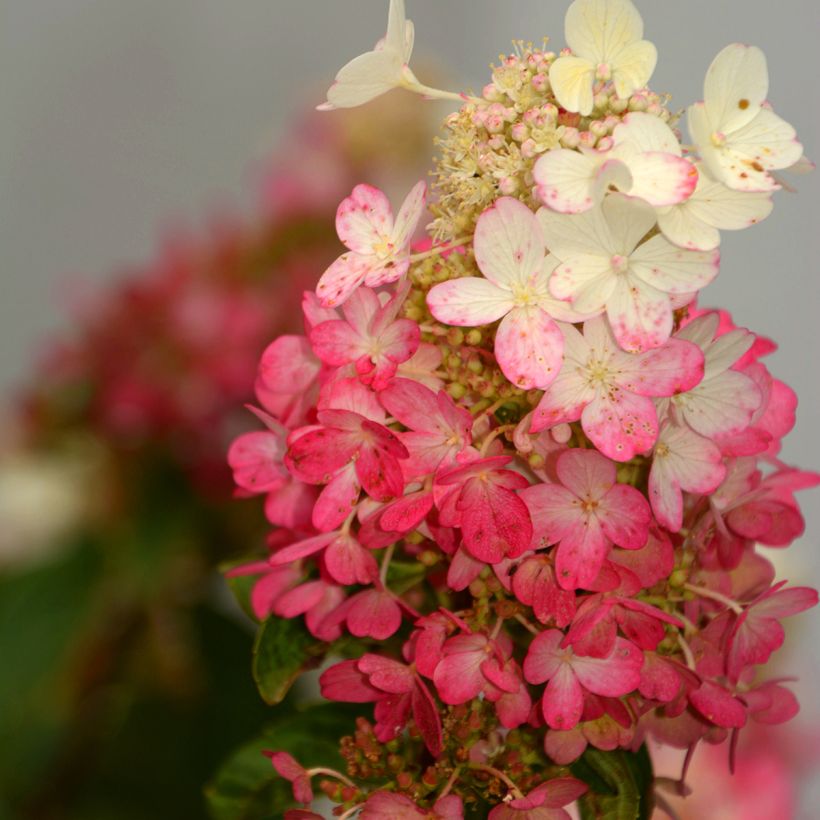 Hydrangea paniculata Pinky Winky - Pluimhortensia (Bloei)