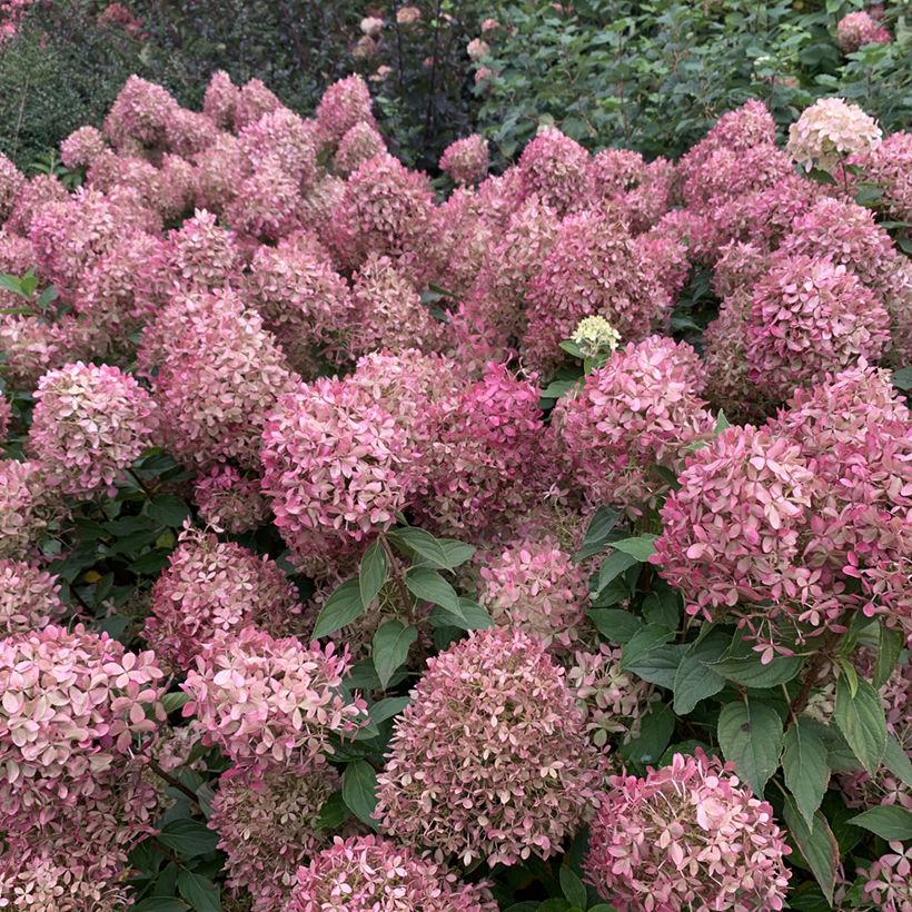 Hydrangea paniculata Pixio - dwergpluimhortensia (Flowering)