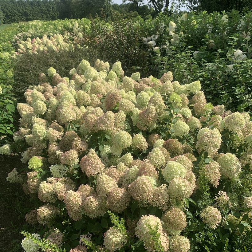 Hydrangea paniculata Pixio - dwergpluimhortensia (Plant habit)