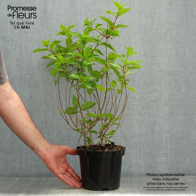 Example of Hydrangea paniculata Polar Bear - Pluimhortensia Pot van 2 l/3 l as you get in printemps