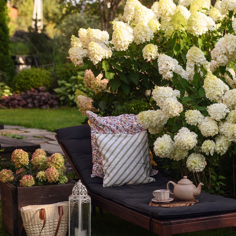 Hydrangea paniculata Polar Bear - Pluimhortensia (Plant habit)