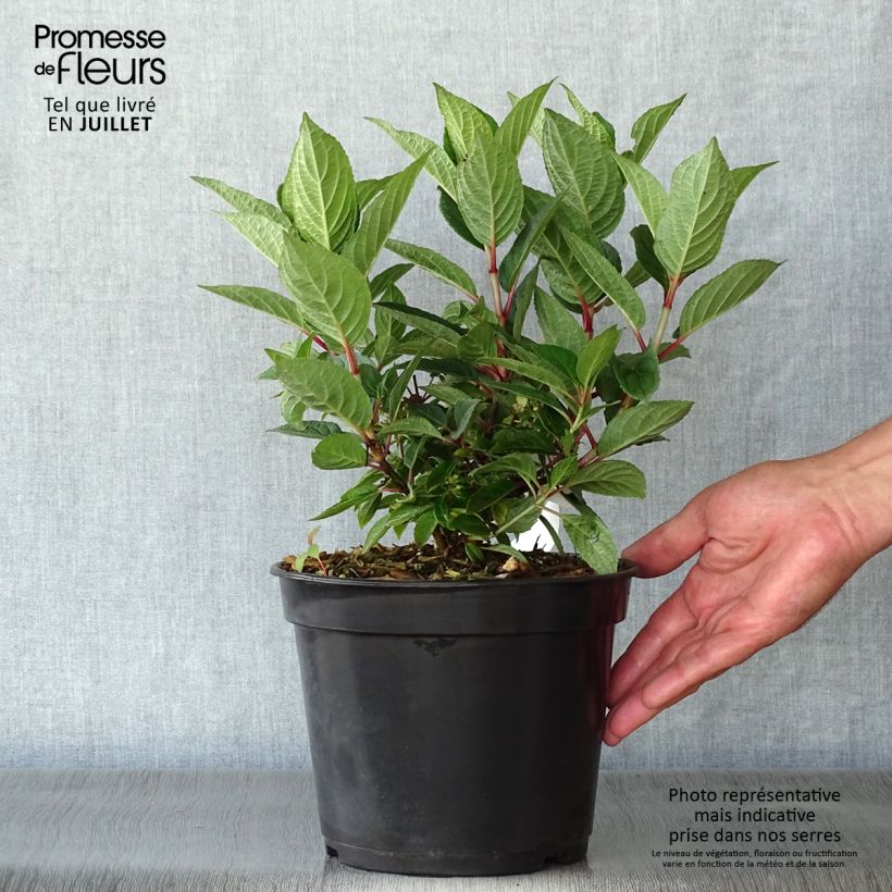 Exemplaar van Hydrangea paniculata Switch Ophelia - Pluimhortensia Pot van 3 l/4 l zoals geleverd in de zomer
