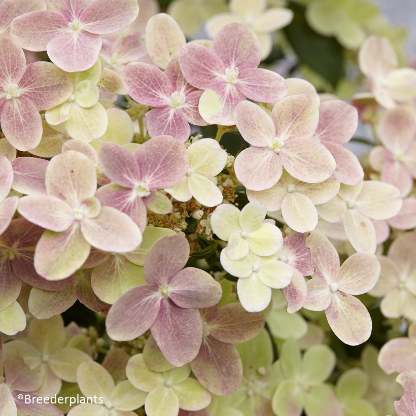 Hydrangea paniculata Switch Ophelia - Pluimhortensia (Flowering)