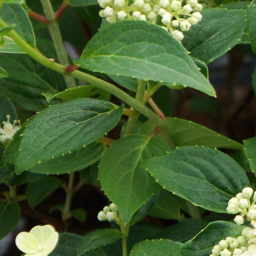 Hydrangea paniculata Prim White - Pluimhortensia (Blad)