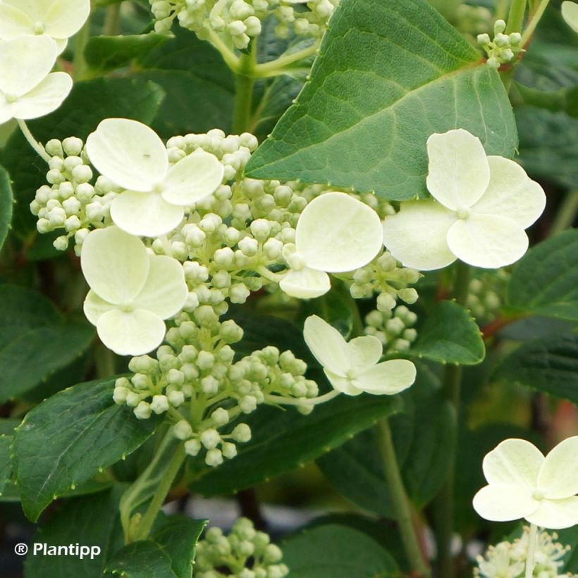 Hydrangea paniculata Prim White - Pluimhortensia (Bloei)