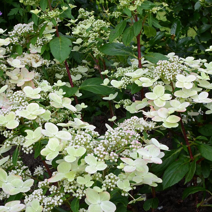 Hydrangea paniculata Prim’Red - Pluimhortensia (Bloei)