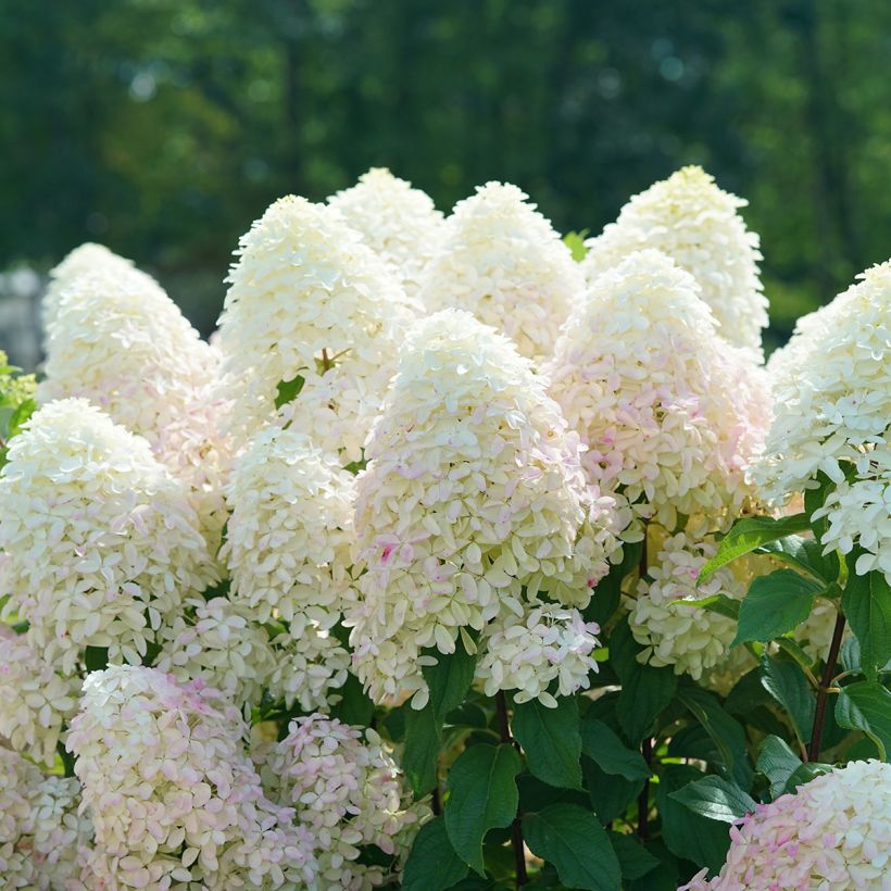 Hydrangea paniculata Quick Fire Fab - Hortensia paniculé (Bloei)