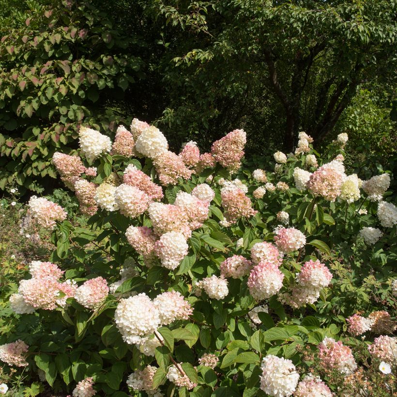 Hydrangea paniculata Silver Dollar - Pluimhortensia (Groeiplaats)