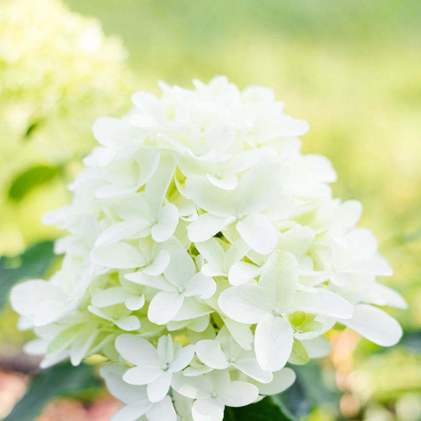 Hydrangea paniculata Skyfall - Pluimhortensia (Bloei)