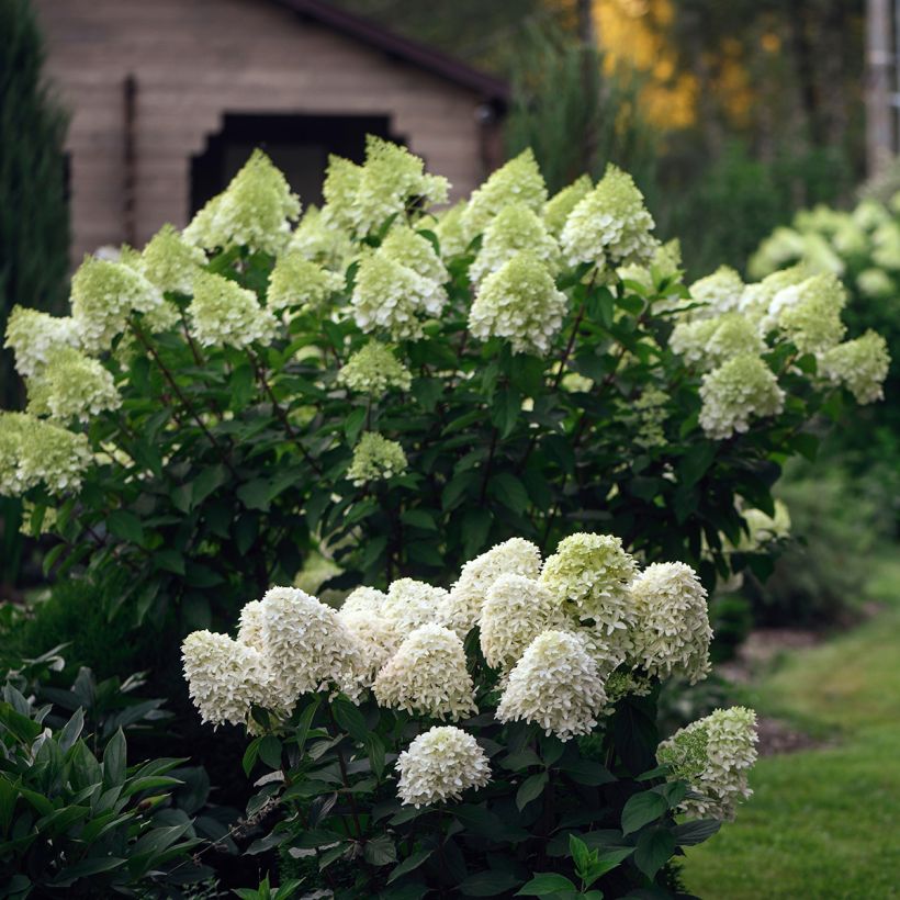 Hydrangea paniculata Skyfall - Pluimhortensia (Groeiplaats)